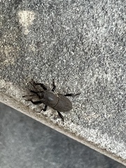 Sphenophorus coesifrons