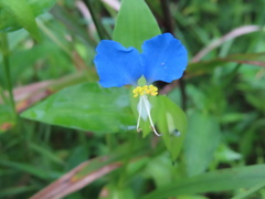 Commelina communis