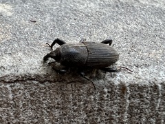 Sphenophorus coesifrons
