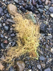 Desmarestia aculeata