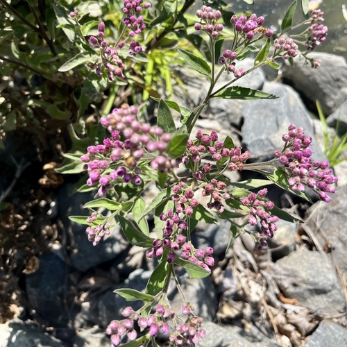 iNaturalist observation photo of marsh fleabane