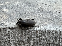 Sphenophorus coesifrons