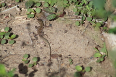 Aspidoscelis exsanguis