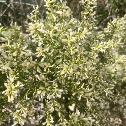 iNaturalist observation photo of coyote brush