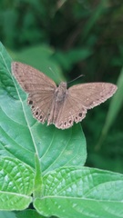 Timochreon satyrus