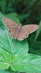 Timochreon satyrus