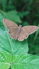 Timochreon satyrus