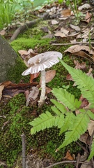 Amanita vaginata