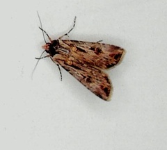 Agrotis munda