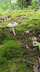 Amanita vaginata