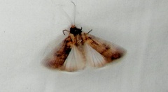 Agrotis munda