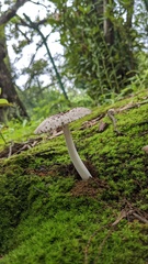 Amanita vaginata