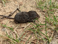 Sorex fumeus