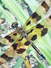 Celithemis