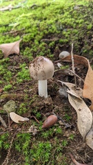 Amanita vaginata