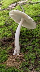 Amanita vaginata