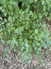 Cotoneaster lucidus