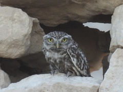 Athene noctua