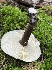 Lactarius lignyotus