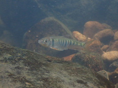 Opsariichthys evolans