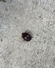 Coleoptera