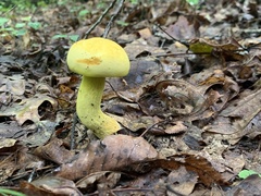 Retiboletus ornatipes