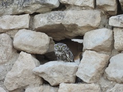 Athene noctua