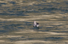 Larus delawarensis