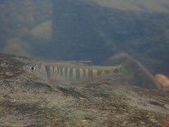 Opsariichthys evolans