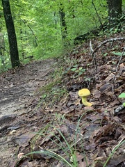 Retiboletus ornatipes