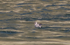 Larus delawarensis