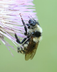 Bombus appositus