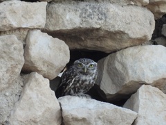Athene noctua