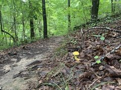 Retiboletus ornatipes
