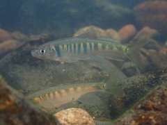 Opsariichthys evolans