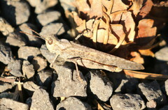 Trimerotropis verruculata