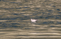 Larus delawarensis