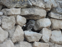 Athene noctua