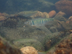 Opsariichthys evolans