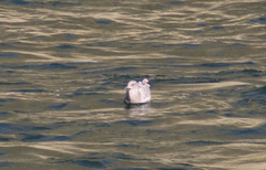 Larus delawarensis