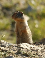 Urocitellus columbianus