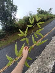 Gleicheniaceae