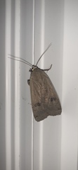 Noctua pronuba
