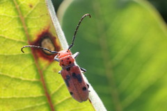 Tetraopes tetrophthalmus