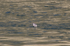 Larus delawarensis