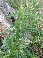 Cannabis sativa