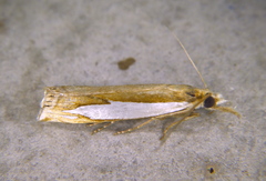 Crambus watsonellus