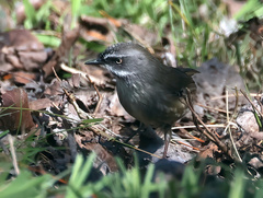 Sericornis frontalis