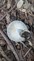 Russula sororia