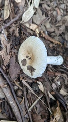 Russula sororia